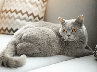 prise de poids chat